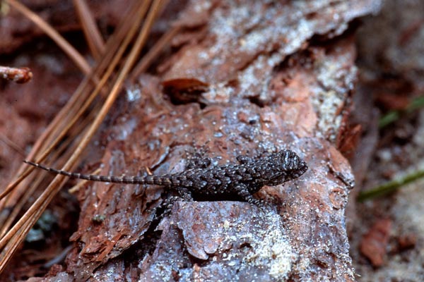 Eastern Fence Lizard (Sceloporus undulatus)