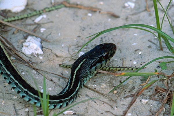 Eastern Gartersnake (Thamnophis sirtalis sirtalis)