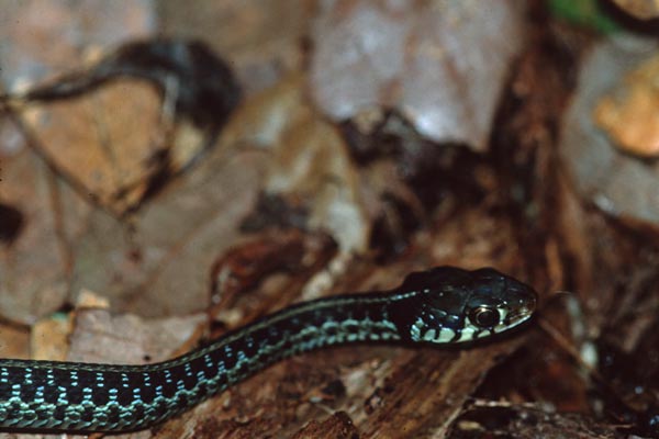 Eastern Gartersnake (Thamnophis sirtalis sirtalis)