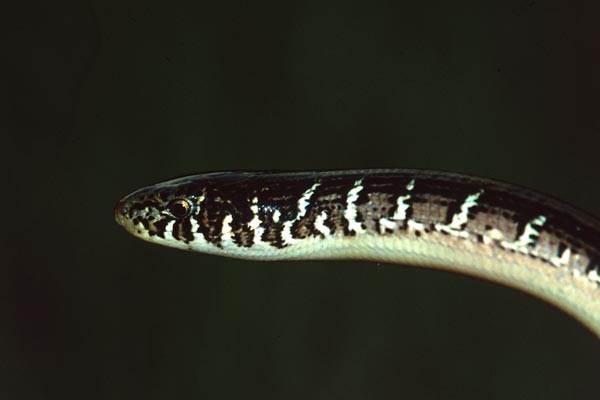 Eastern Glass Lizard (Ophisaurus ventralis)