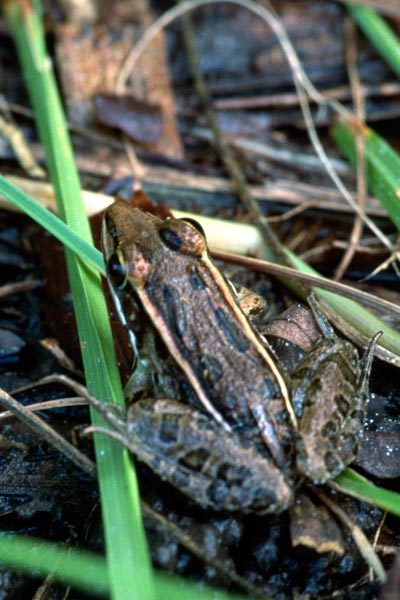 Florida Leopard Frog (Lithobates sphenocephalus sphenocephalus)