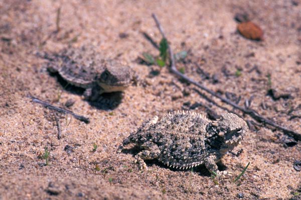 Blainville’s Horned Lizard (Phrynosoma blainvillii)