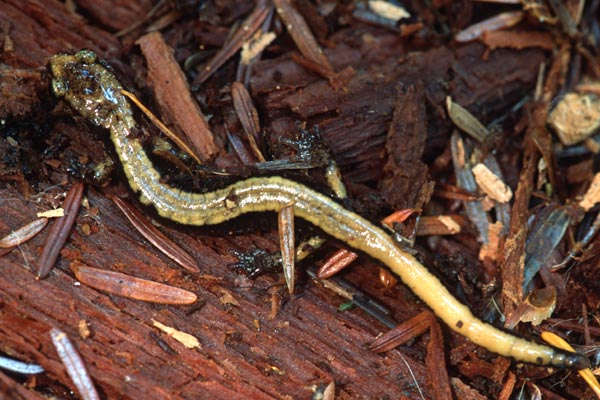 Western Red-backed Salamander (Plethodon vehiculum)