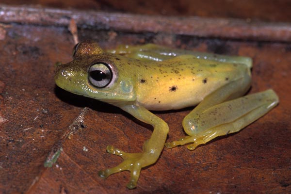 Gladiator Frog (Boana rosenbergi)