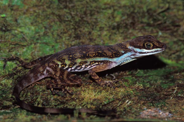 Water Anole (Anolis aquaticus)