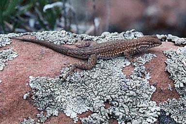 Northern Side-blotched Lizard (Uta stansburiana stansburiana)