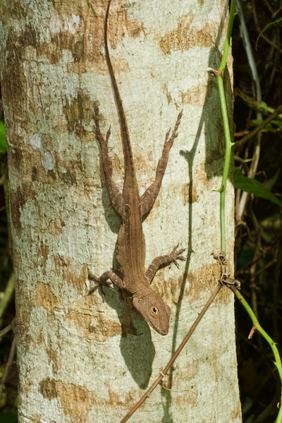 Puerto Rican Crested Anole (Anolis cristatellus cristatellus)