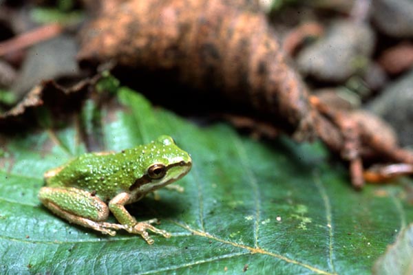 Sierran Treefrog (Pseudacris sierra)