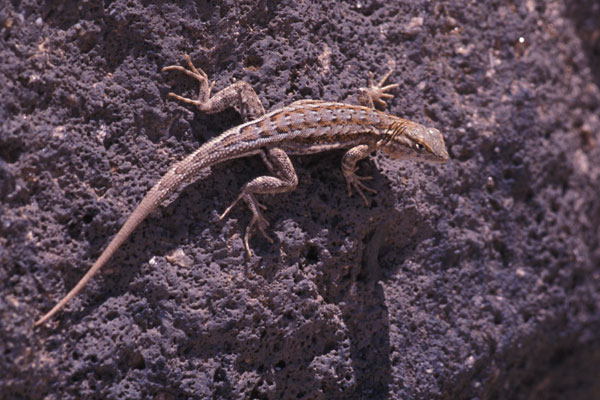 Western Side-blotched Lizard (Uta stansburiana elegans)