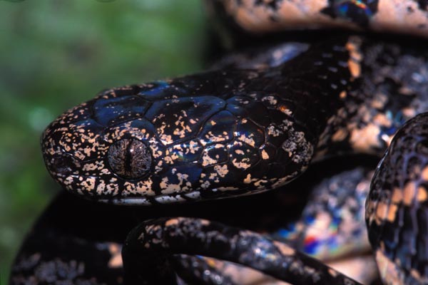 Cloudy Snail-eating Snake (Sibon nebulatus)