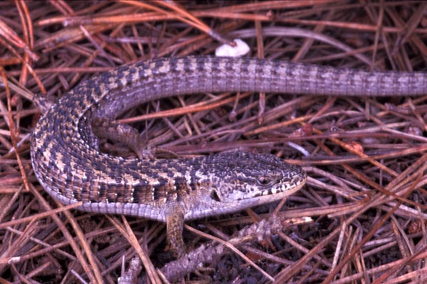 San Francisco Alligator Lizard (Elgaria coerulea coerulea)