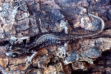 Arboreal Salamander (Aneides lugubris)