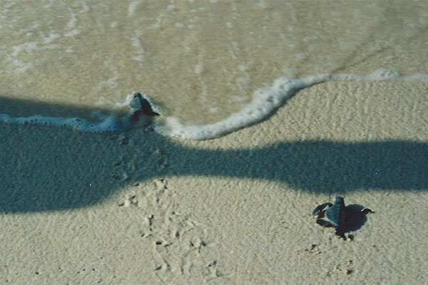 Green Sea Turtle (Chelonia mydas)