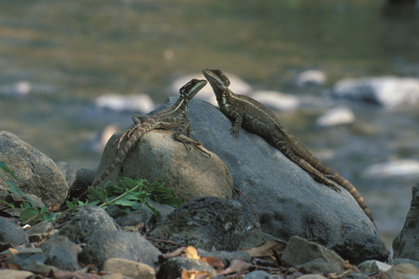 Common Basilisk (Basiliscus basiliscus)