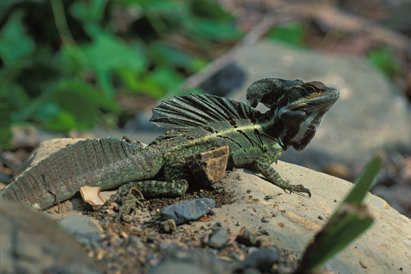 Common Basilisk (Basiliscus basiliscus)