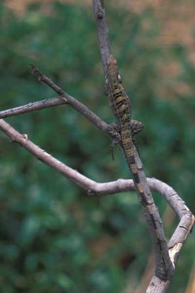 Black Spiny-tailed Iguana (Ctenosaura similis)