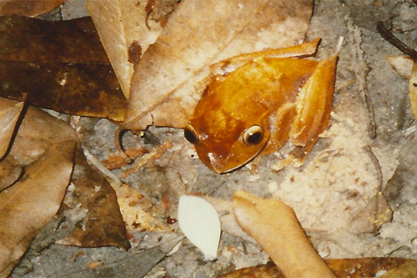 Madagascar Bright-eyed Frog (Boophis madagascariensis)