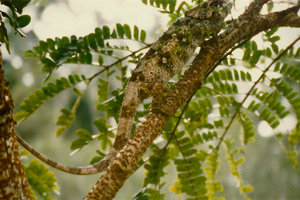 Short-horned Chameleon (Calumma brevicorne)