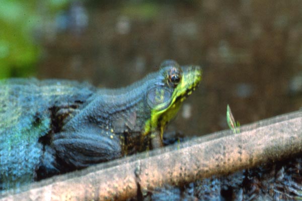 Green Frog (Lithobates clamitans)