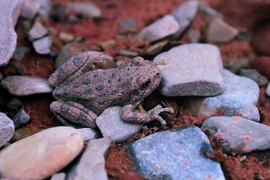 Canyon Treefrog (Hyla arenicolor)