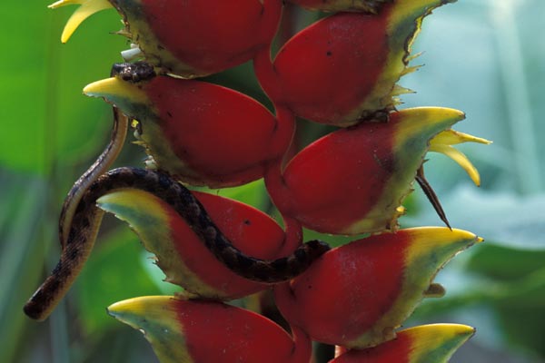 Cat-eyed Snake (Leptodeira septentrionalis)