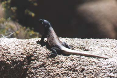 Common Chuckwalla (Sauromalus ater)