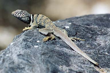 Great Basin Collared Lizard (Crotaphytus bicinctores)