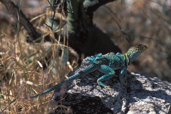 Eastern Collared Lizard (Crotaphytus collaris)