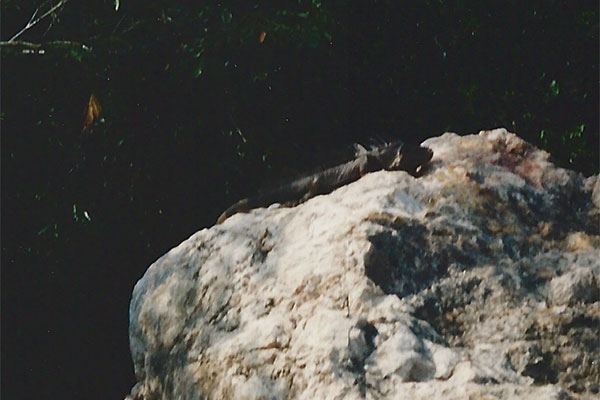 Green Iguana (Iguana iguana)