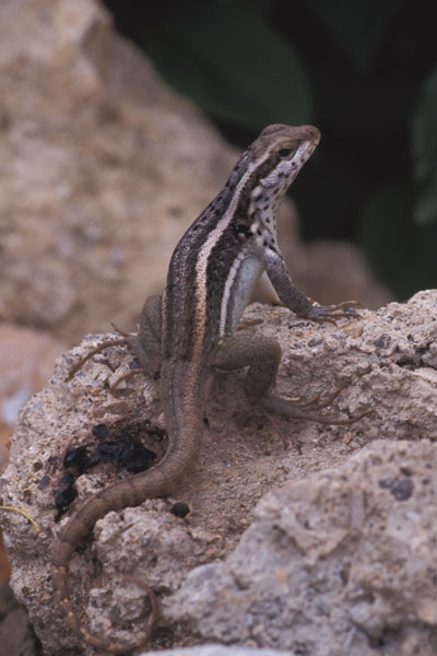 Hispaniolan Maskless Curlytail (Leiocephalus lunatus)