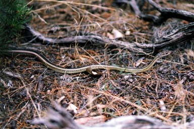 Desert Striped Whipsnake (Masticophis taeniatus taeniatus)