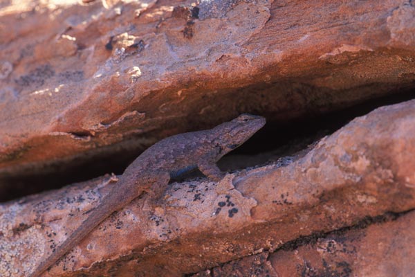 Plateau Lizard (Sceloporus tristichus)