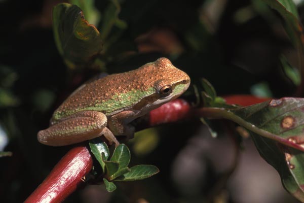 Sierran Treefrog (Pseudacris sierra)