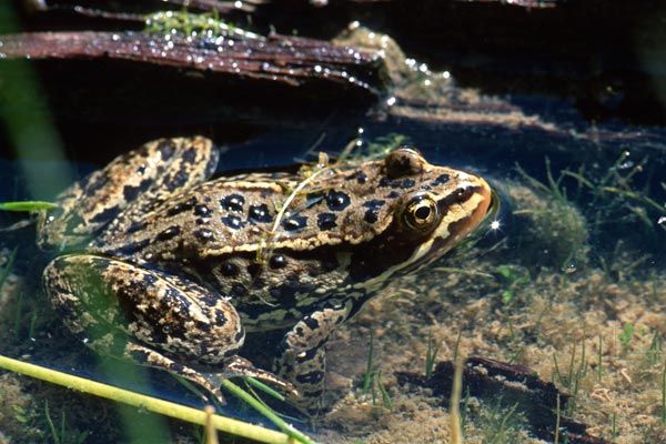 Columbia Spotted Frog (Rana luteiventris)