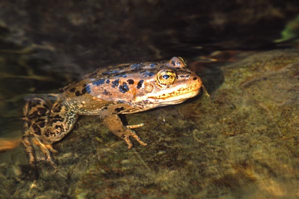 Columbia Spotted Frog (Rana luteiventris)