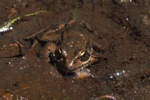 Northern Red-legged Frog (Rana aurora)