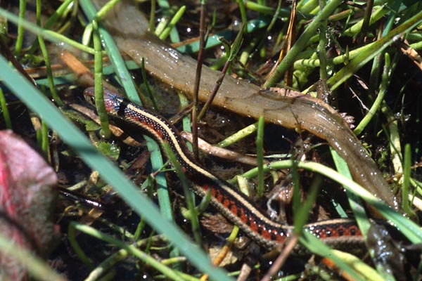 California Red-sided Gartersnake (Thamnophis sirtalis infernalis)