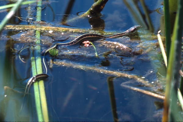 California Red-sided Gartersnake (Thamnophis sirtalis infernalis)