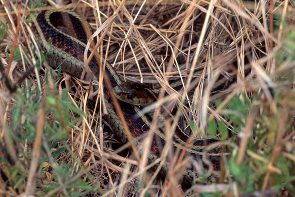 California Red-sided Gartersnake (Thamnophis sirtalis infernalis)