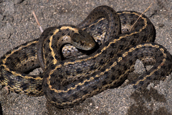 Wandering Gartersnake (Thamnophis elegans vagrans)