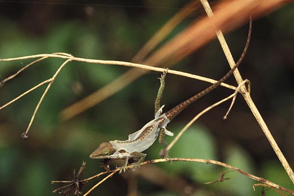 Green Anole (Anolis carolinensis)