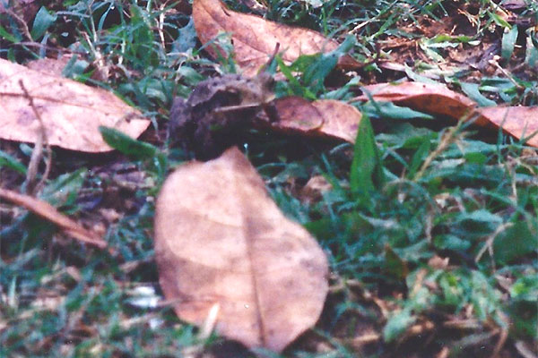 Gulf Coast Toad (Incilius valliceps)