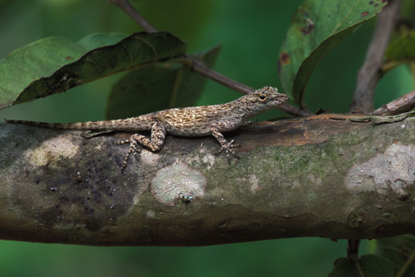 unidentified species (Anolis sp)