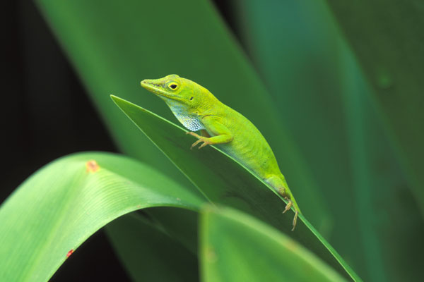 Hispaniola Green Anole (Anolis chlorocyanus)