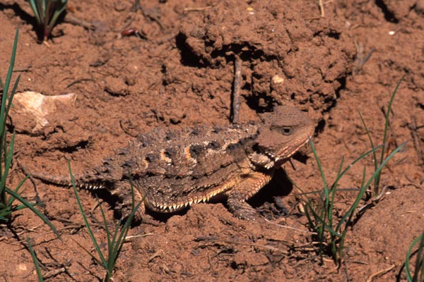 Hernandez’s Short-horned Lizard (Phrynosoma hernandesi hernandesi)