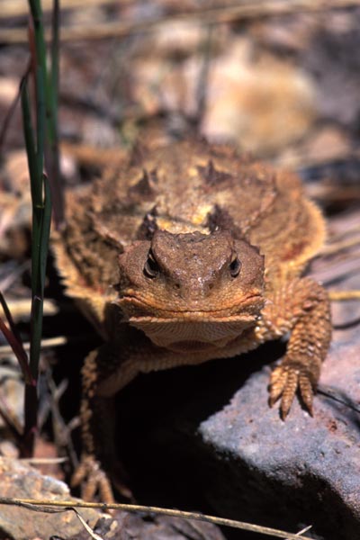 Hernandez’s Short-horned Lizard (Phrynosoma hernandesi hernandesi)