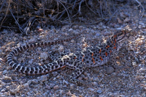 Long-nosed Leopard Lizard (Gambelia wislizenii)