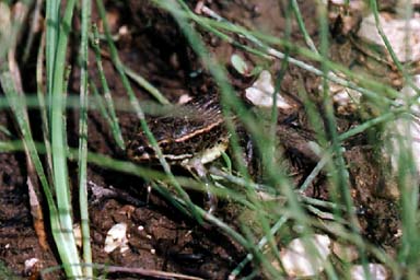 Northern Leopard Frog (Lithobates pipiens)