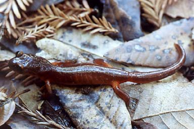 Monterey Ensatina (Ensatina eschscholtzii eschscholtzii)