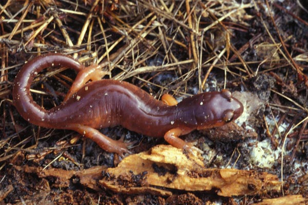 Monterey Ensatina (Ensatina eschscholtzii eschscholtzii)